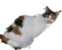 Click on the Kitty for more information on supporting the NBAers Playground, financially